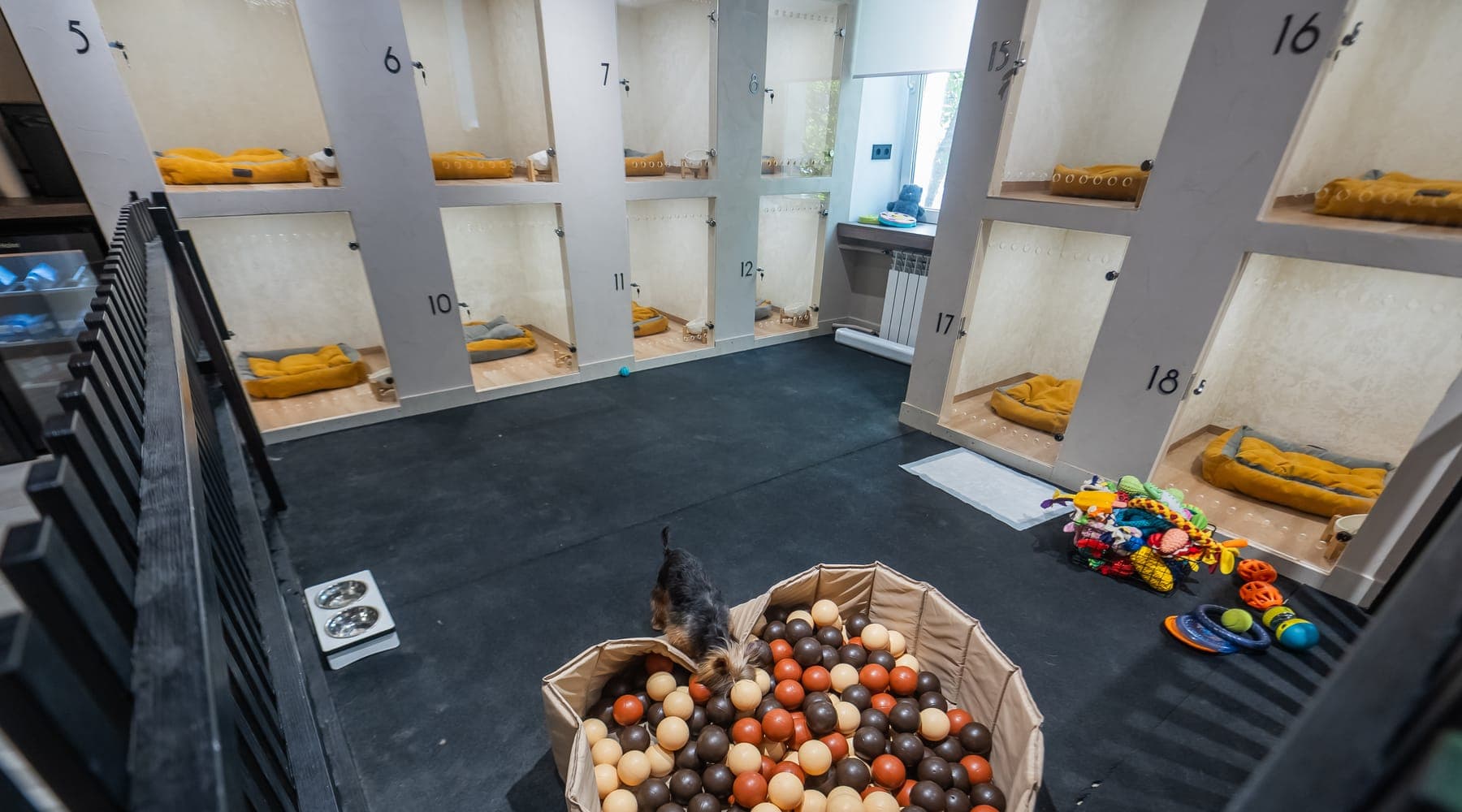 Numbered animal boarding suites with bedding around an open floor where a small dog plays in a ball pit